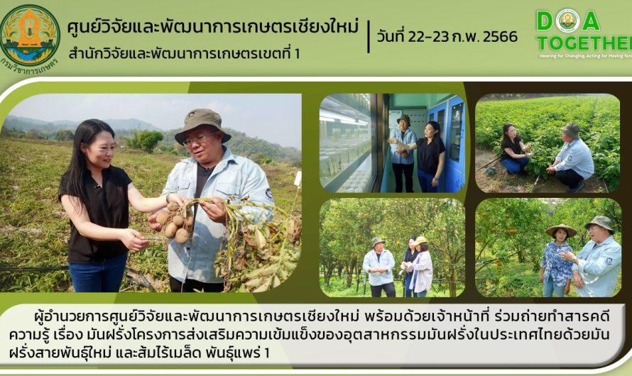 ผู้อำนวยการศูนย์วิจัยและพัฒนาการเกษตรเชียงใหม่ พร้อมด้วยเจ้าหน้าที่ ร่วมถ่ายทำสารคดีความรู้ เรื่อง มันฝรั่งโครงการส่งเสริมความเข้มแข็งของอุตสาหกรรมมันฝรั่งในประเทศไทยด้วยมันฝรั่งสายพันธุ์ใหม่ และส้มไร้เมล็ด พันธุ์แพร่ 1
