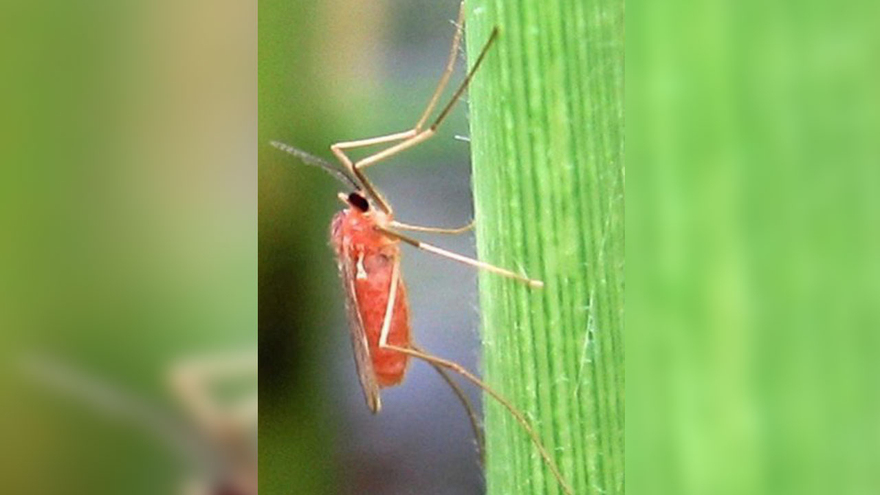 ข่าวประชาสัมพันธ์ เตือนภัยเพื่อเฝ้าระวังการระบาดของแมลง บั่ว