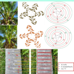 หลักเกณฑ์ การตรวจนับอายุต้น มะพร้าว