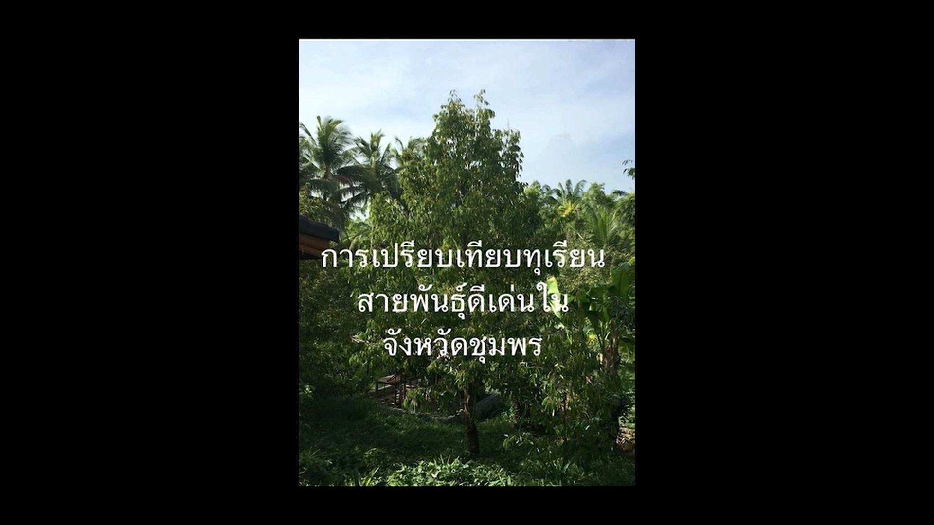 การเปรียบเทียบทุเรียนสายพันธุ์ดีเด่น กลาง