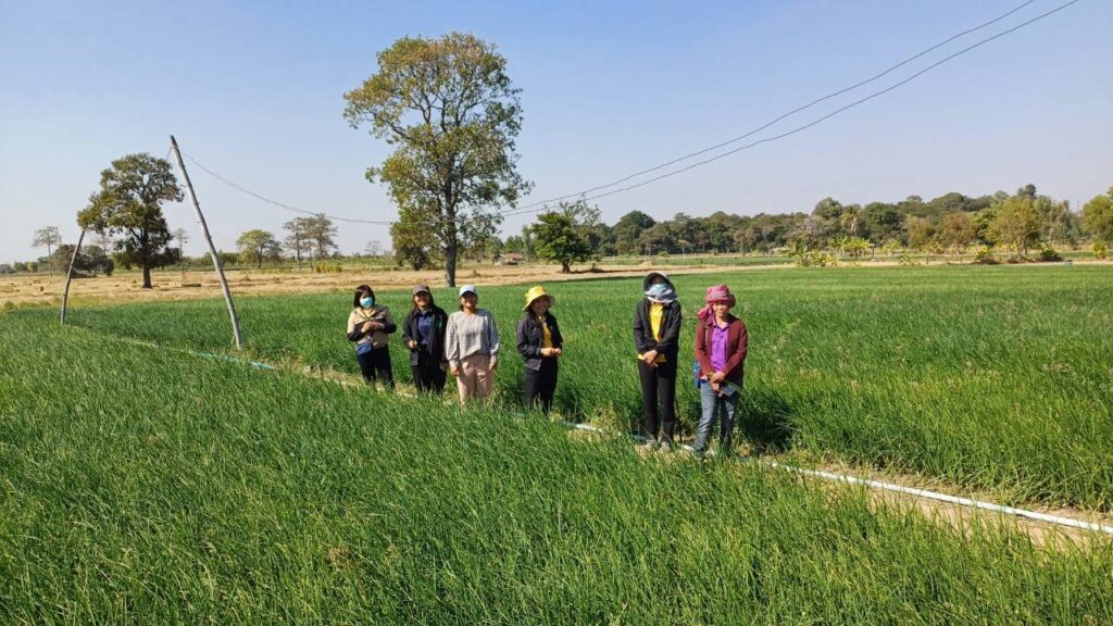 ร่วมลงพื้นที่ตรวจประเมินคุณภาพและมาตรฐานสินค้าสิ่งบ่งชี้ทางภูมิศาสตร์ไทย (GI) สินค้าหอมแดงศรีสะเกษและกระเทียมศรีสะเกษ ปีการผลิต 2567/68