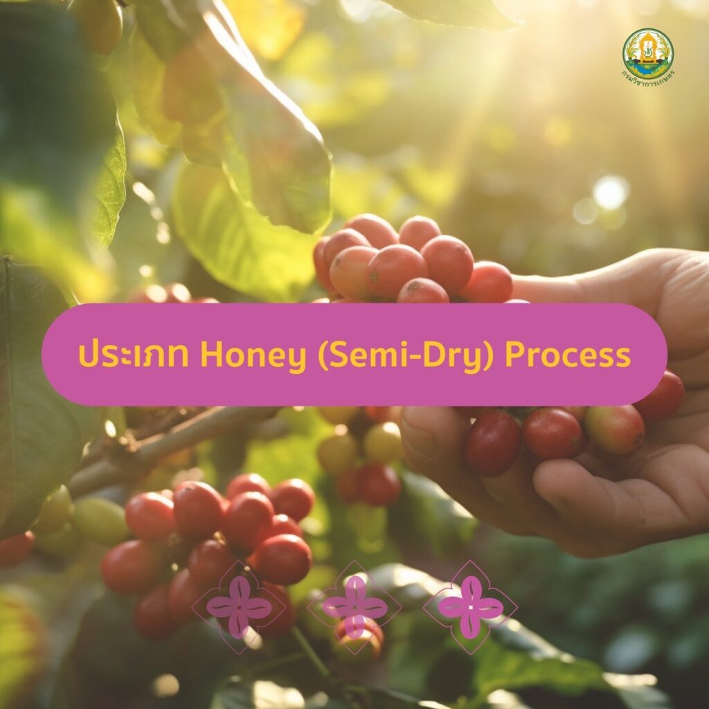 🏆 ประกาศผลผู้ชนะเลิศการประกวดสุดยอดกาแฟไทยประจำปี 2024 🏆 กระบวนการแปรรูปโดยวิธีกึ่งแห้ง (Semi-Dry/Honey Process)