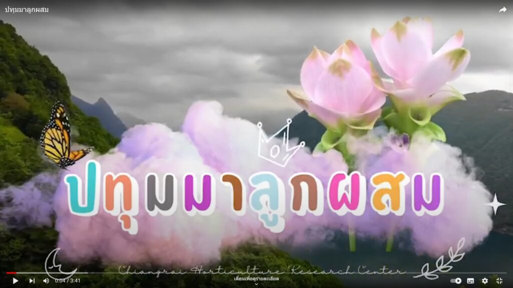 ปทุมมาลูกผสม