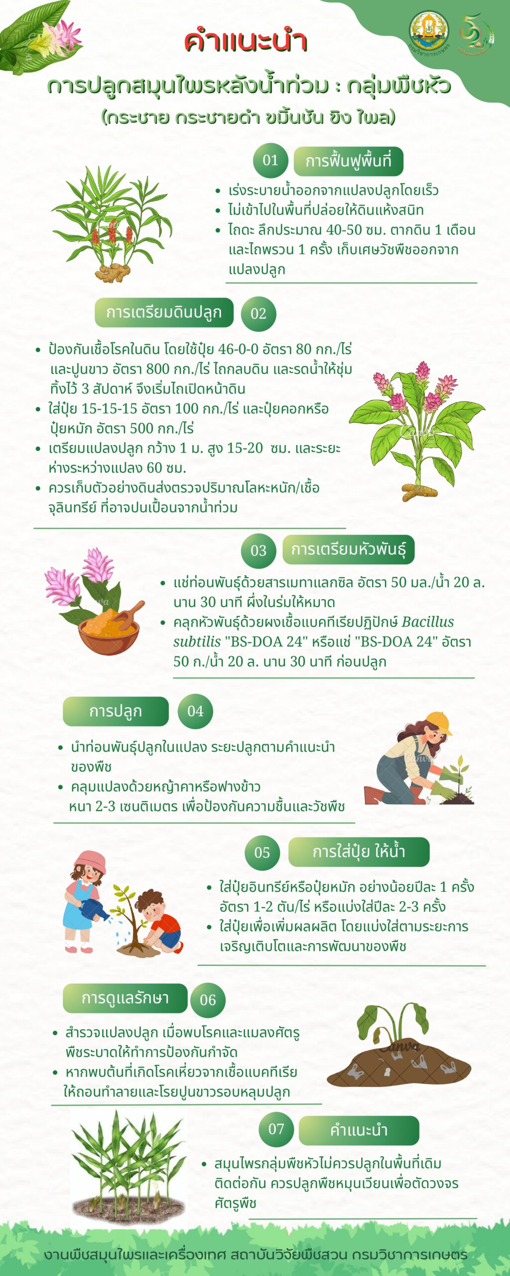 คำแนะนำการผลิตสมุนไพรหลังน้ำท่วม กลุ่มพืชหัว