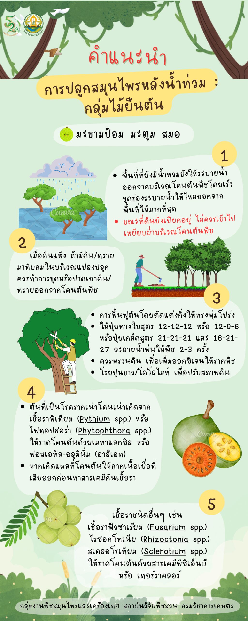 คำแนะนำการผลิตสมุนไพรหลังน้ำท่วม กลุ่มไม้ยืนต้น