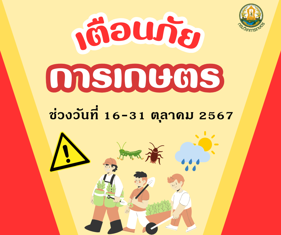 เตือนภัยการเกษตร ช่วงวันที่ 16-31 ตุลาคม 2567