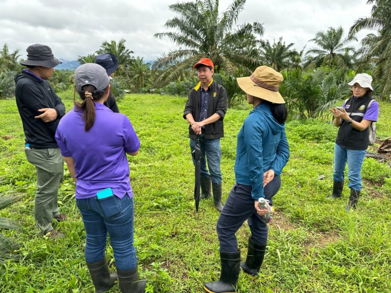 ธรรมนัส สั่ง กรมวิชาการเกษตรเร่งแก้ปัญหาโรคลำต้นเน่าปาล์มน้ำมัน กระบี่ สุราษฎร์ธานี หนักระบาดกว่าหมื่นไร่